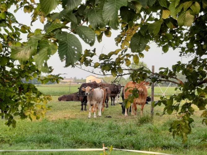 Bottega "Campoatavola"4