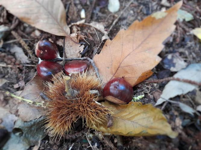 Marrone IGP di Combai