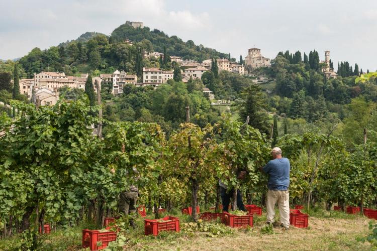 Dal Bello Vini Asolo