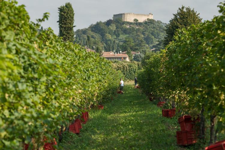 Dal Bello Vini Vigna