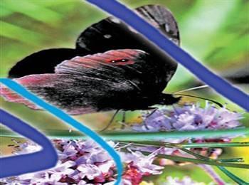 Museo nel Regno delle Farfalle 