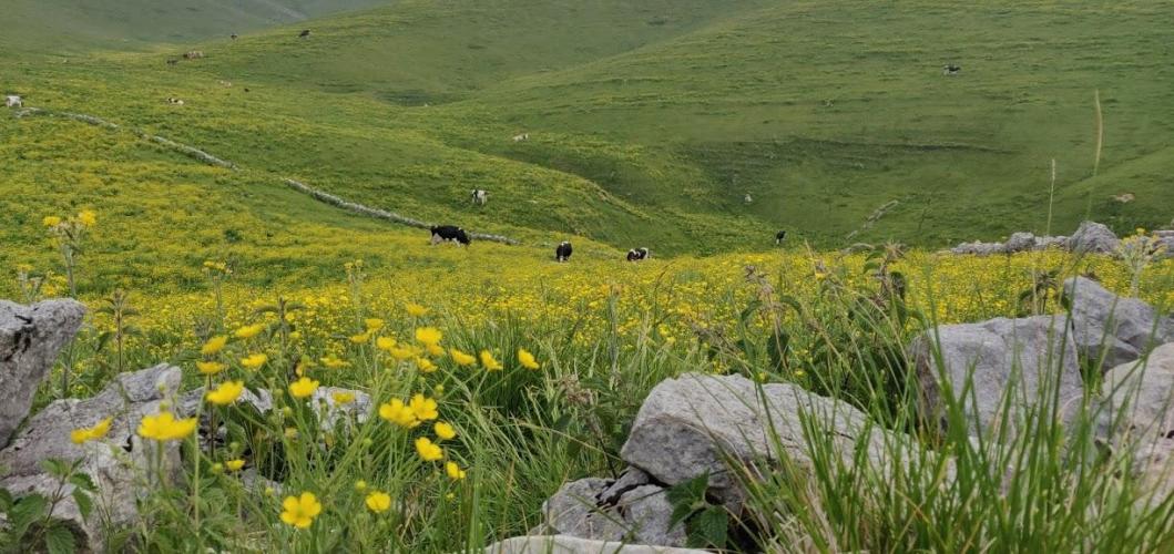 Mucche al pascolo nei dintorni