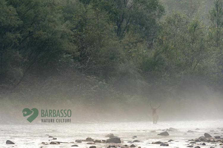 Bramito cervo Veneto Rivers Holiday0