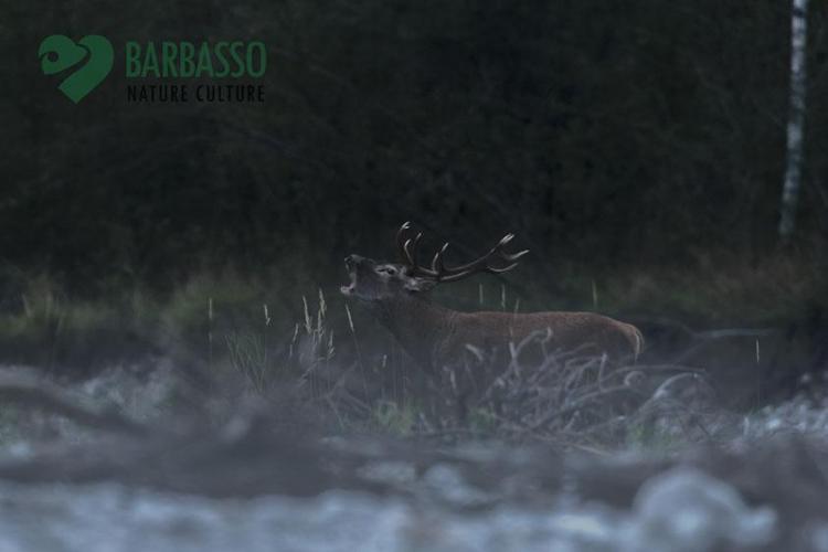 Bramito cervo Veneto Rivers Holiday 2