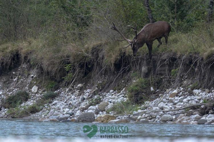 Bramito cervo Veneto Rivers Holiday
