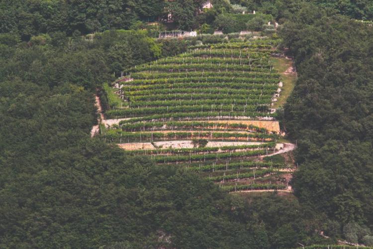 Vigneto Monte Marognin