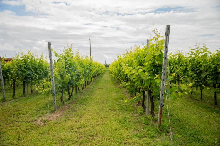 Vigneti davanti a cantina