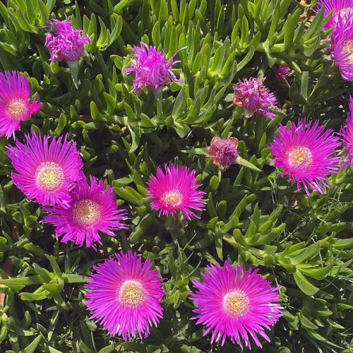 MC_laguna_caleri_albarella_5