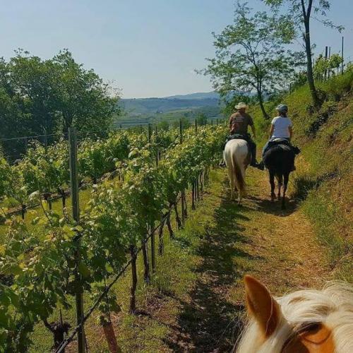Vigneti