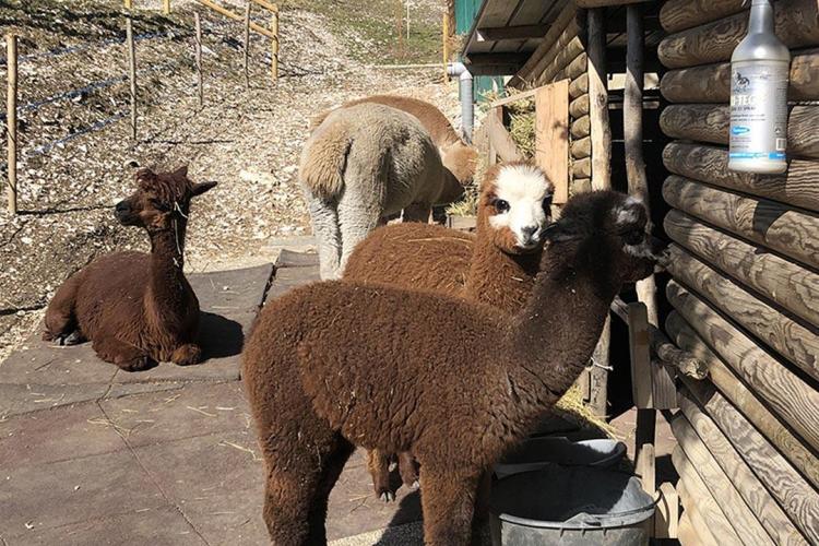 madonna-corona-tour-5