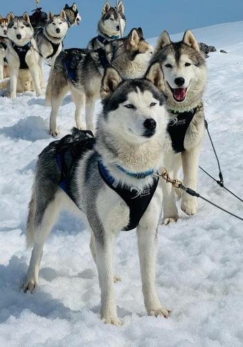 Sleddog Casera Razzo 4@WelcomeDolomiti