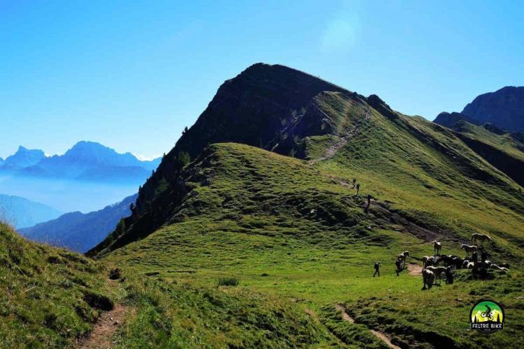 Forcella veneggiotta