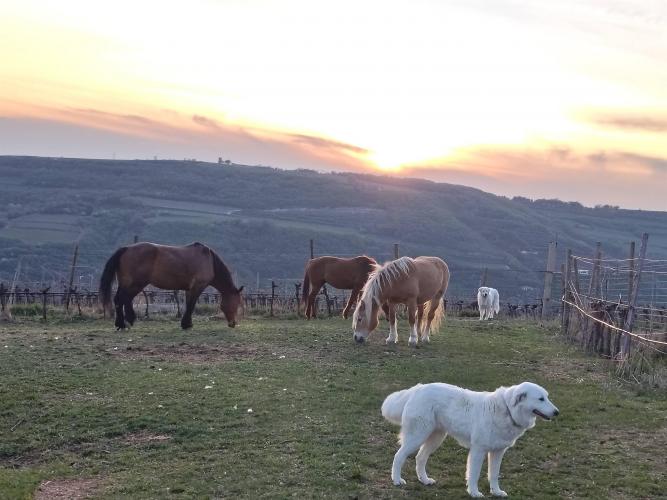 Azienda Agricola Santi