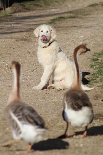 Animali