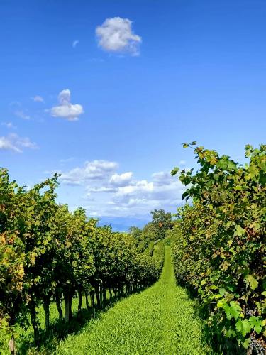 Vigneti