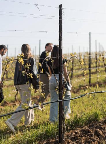 Degustazione in vigneto 2