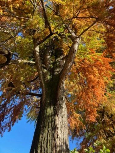 Autunno