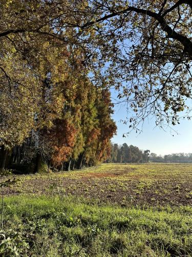 Alberi