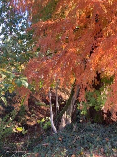 Alberi secolari