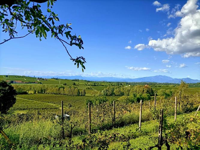 Panoramic view