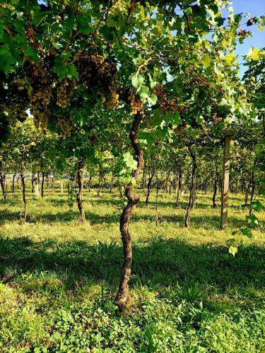 Vineyard