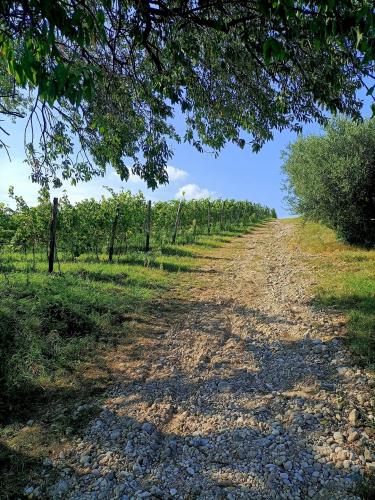 Path among the vineyards