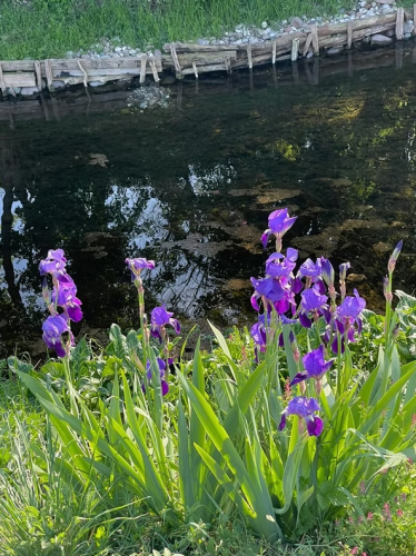fiori viola e acqua