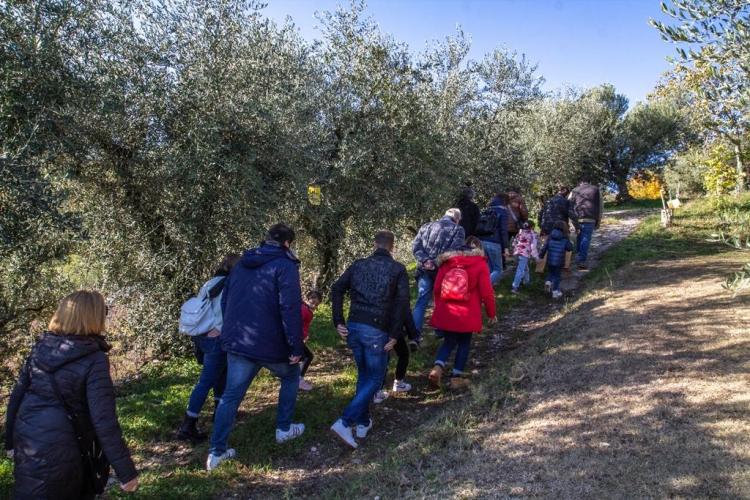 Walk in the olive grove