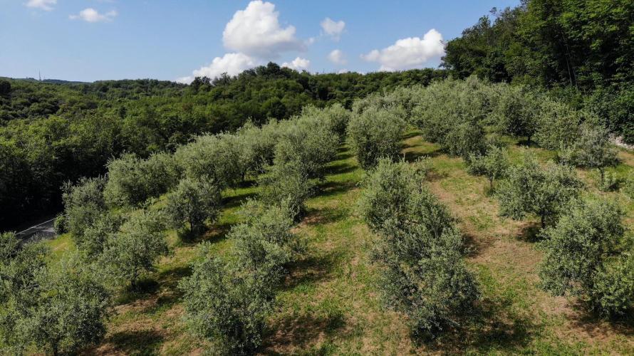Degustazione olio e passeggiata tra gli uliveti 1