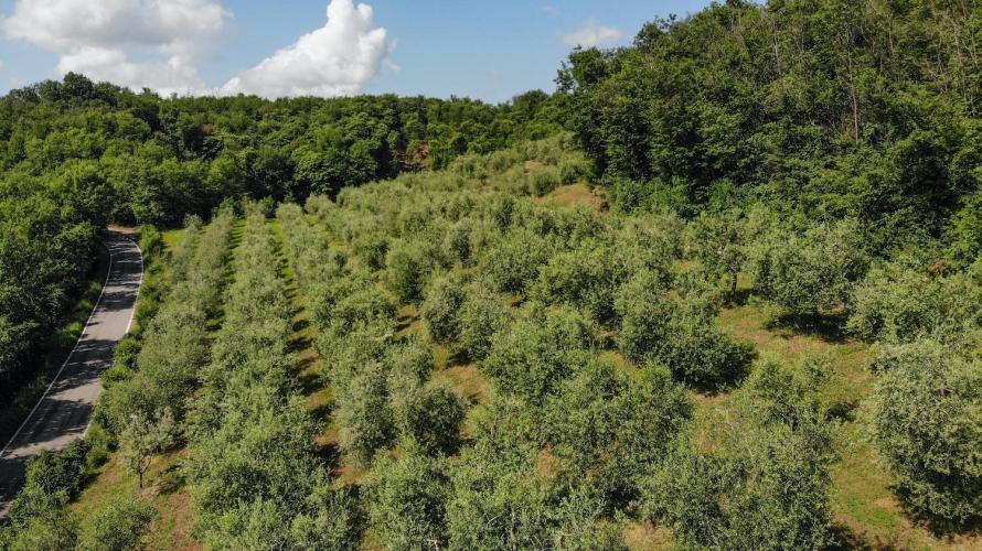 Degustazione olio e vino con passeggiata 2