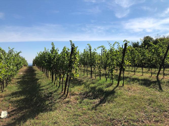 Degustazione olio e vino con passeggiata 3