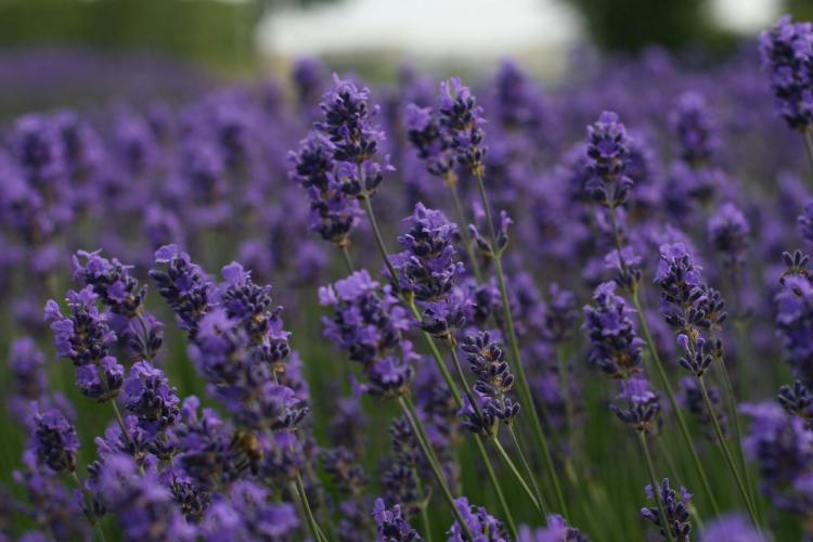 Un giorno viola in fattoria – Laboratori sensorial