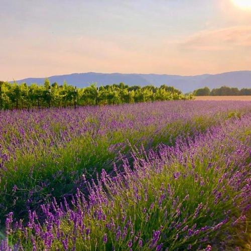 Un giorno viola in fattoria – Laboratori sensorial