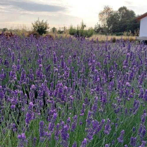 Un giorno viola in fattoria – Laboratori sensorial