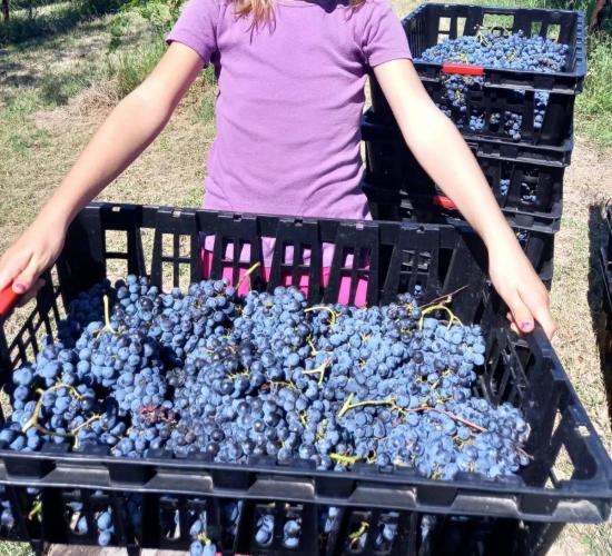 Tra i Filari al Tempo della Vendemmia - Harvest Ex