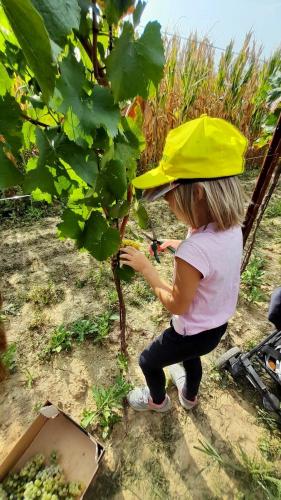 Tra i Filari al Tempo della Vendemmia - Harvest Ex
