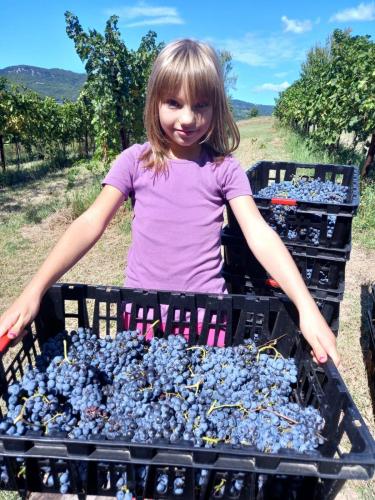 Tra i Filari al Tempo della Vendemmia - Harvest Ex
